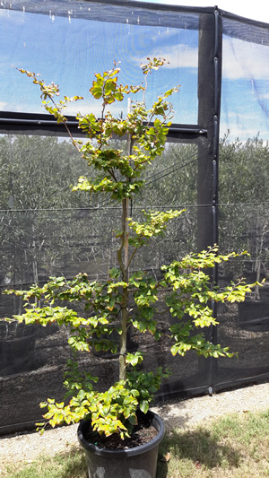 European Beech - Fagus sylvatica